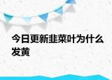 今日更新韭菜叶为什么发黄