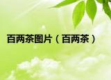 百两茶图片（百两茶）
