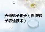 养殖蝎子蝎子（图说蝎子养殖技术）