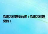 马是怎样睡觉的呢（马是怎样睡觉的）