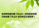 发财树快要枯萎了怎么办（家养的发财树开始枯萎了怎么办 成功救活它很简单）